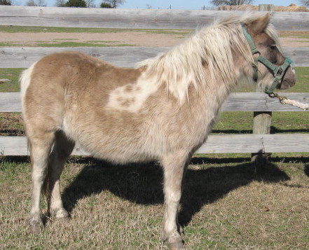Bai silver tobiano Bai silver tobiano