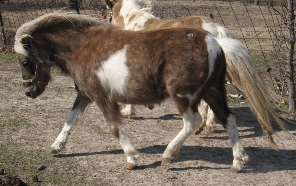 Chocolat silver tobiano